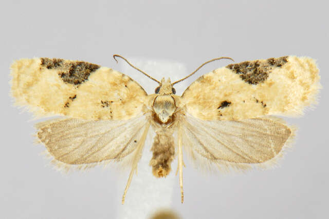 Image of Acleris negundana Busck 1940