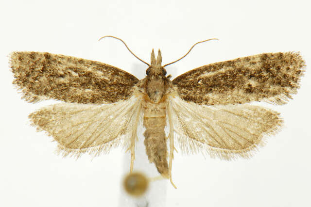 Image of Phtheochroa riscana Kearfott 1907