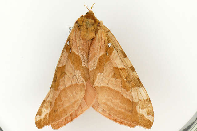 Image of Four-spotted Ghost Moth