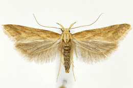 Image of Moth