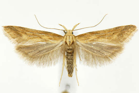 Image of Moth