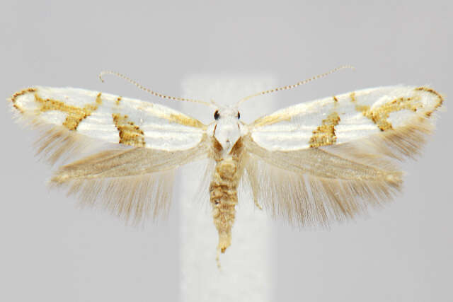 Image de <i>Argyresthia oreasella</i>