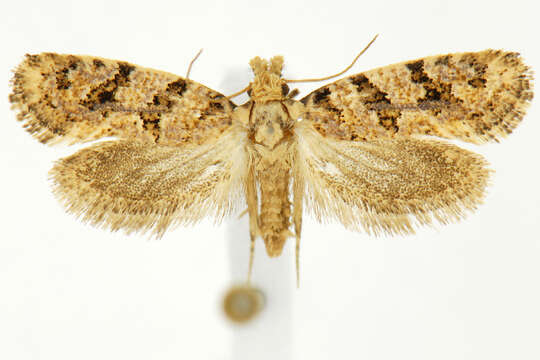 Image of Amydria obliquella Dietz 1905