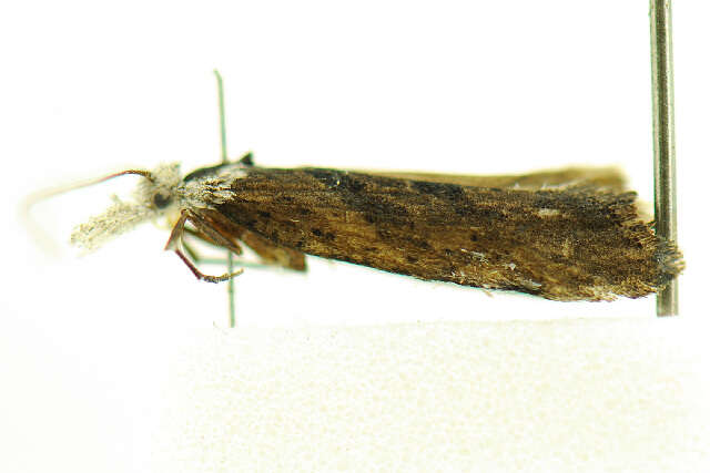 <i>Ypsolopha falciferella</i>的圖片