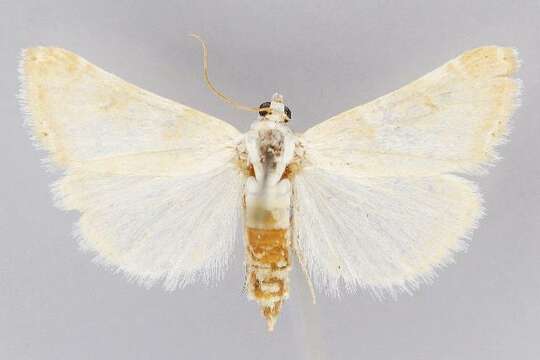 Image of Hellula aqualis Barnes & McDunnough 1914