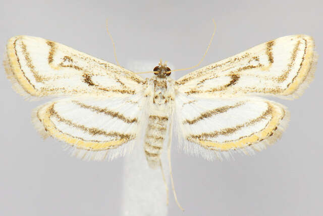 Image of Chestnut-marked Pondweed Moth