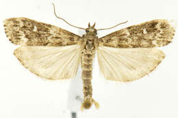 Image of Spruce Coneworm