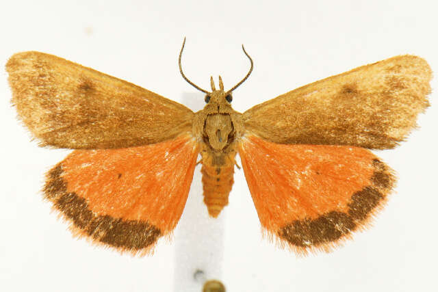 Image of <i>Virbia aurantiaca</i>