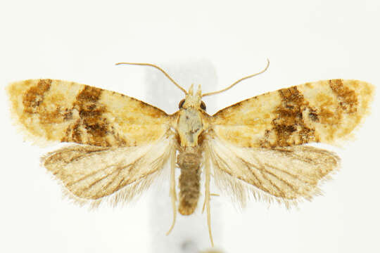 Image of Banded Sunflower Moth