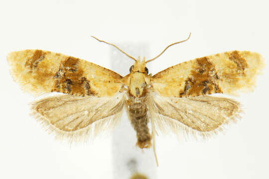 Image of Banded Sunflower Moth