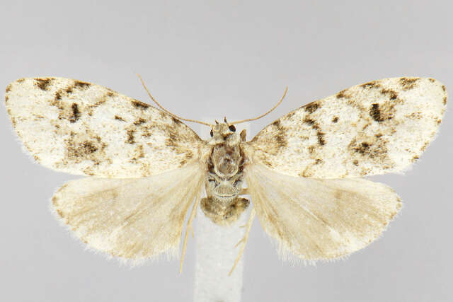 Image of Little White Lichen Moth