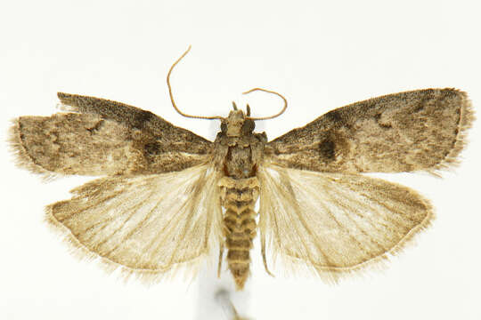 Acrobasis ostryella Ely 1913 resmi