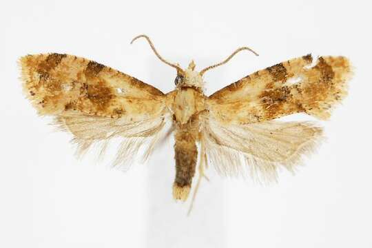 Imagem de <i>Cochylis bucera</i>