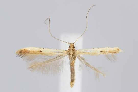 Image of Caloptilia violacella (Clemens 1860)