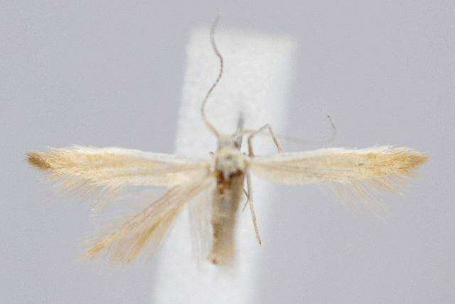 صورة Coleophora cretaticostella Clemens 1860