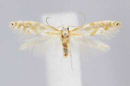 Image of Argyresthia canadensis Freeman 1972