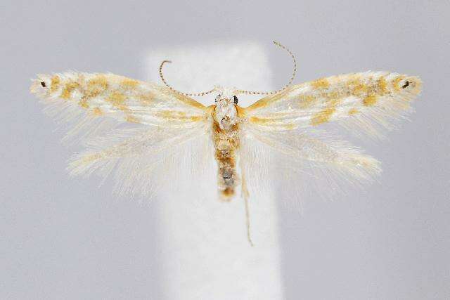 Image of Argyresthia canadensis Freeman 1972