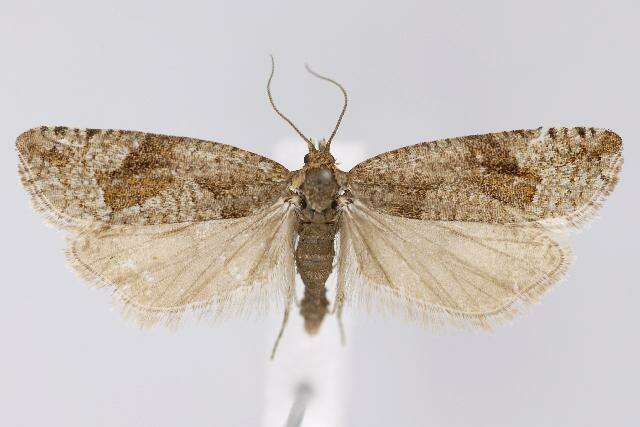 Image of Gypsonoma parryana Curtis 1835