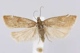 Image of Gypsonoma parryana Curtis 1835