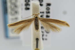 صورة Coleophora cretaticostella Clemens 1860