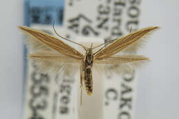 Image of Coleophora acutipennella Walsingham 1882