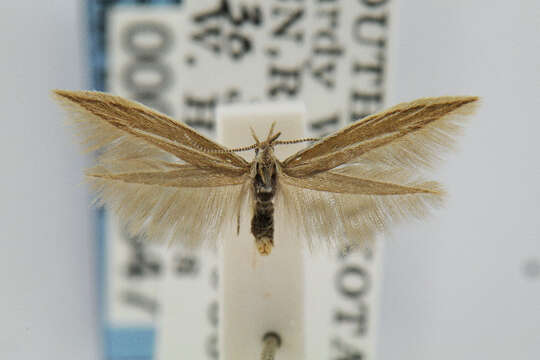 Image de Coleophora acutipennella Walsingham 1882