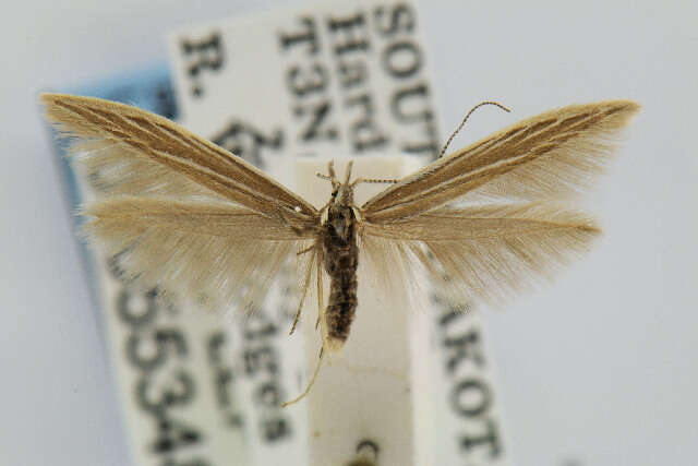 Image of Coleophora acutipennella Walsingham 1882