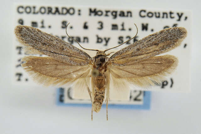 Image of cosmet moths