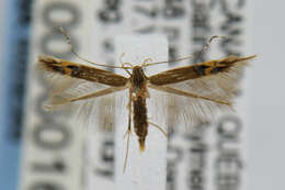 Image of Cosmopterix fernaldella Walsingham 1882