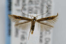 Image of Cosmopterix fernaldella Walsingham 1882