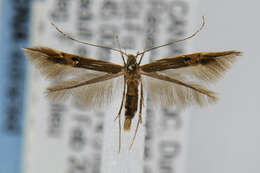 Image of Cosmopterix fernaldella Walsingham 1882