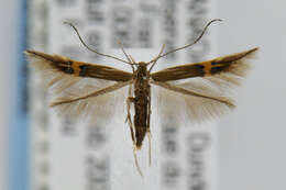 Image of Cosmopterix fernaldella Walsingham 1882