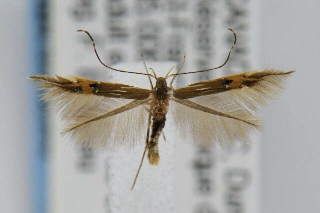 Image of Cosmopterix fernaldella Walsingham 1882