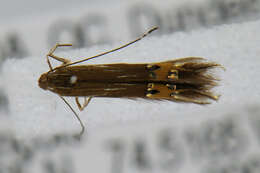 Image of Cosmopterix fernaldella Walsingham 1882