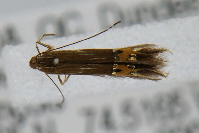 Image of Cosmopterix fernaldella Walsingham 1882