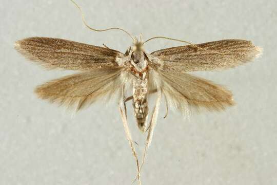 Image of Brown-winged knapweed root moth