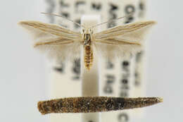 Image of Coleophora laurentella McDunnough 1944