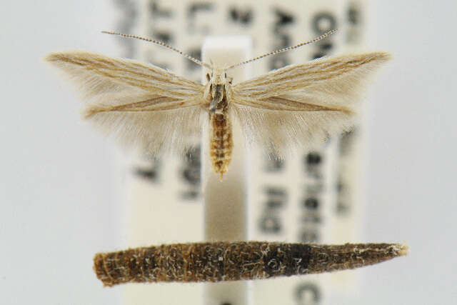 Image of Coleophora laurentella McDunnough 1944