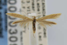 Coleophora bispinatella McDunnough 1954的圖片