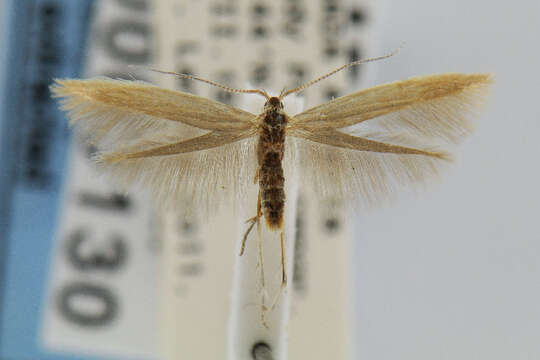 Image of Coleophora detractella