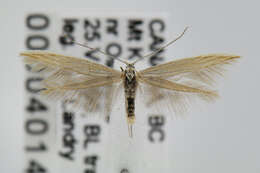 Image of Coleophora acutipennella Walsingham 1882