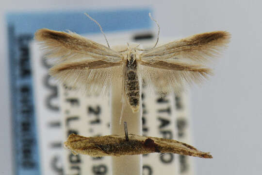 Image of Coleophora cornivorella McDunnough 1945
