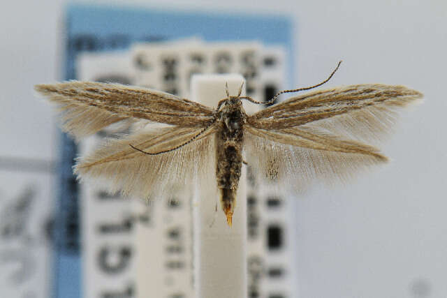 Image of Coleophora simulans