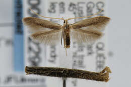 Coleophora cornella resmi