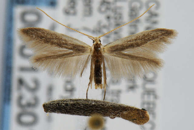 Coleophora cornella resmi