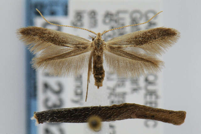 Coleophora cornella resmi