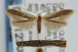 Image of Coleophora cornella