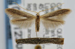 Coleophora cornella resmi