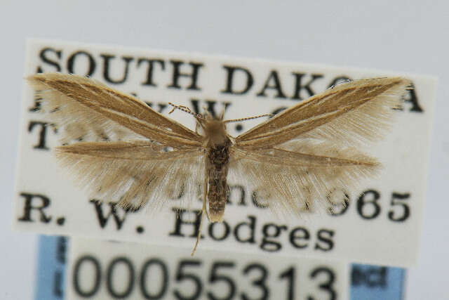 Image of Coleophora acutipennella Walsingham 1882