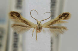 Image of Coleophora